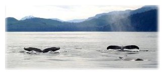 Hydrophone